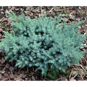 Можжевельник чешуйчатый Блю Стар ø11 h10 - 12 см