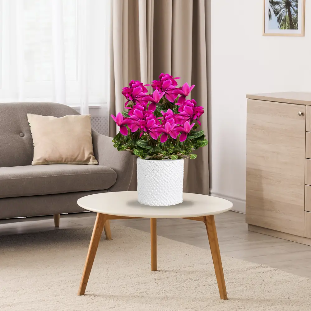 Цикламен Santreyd - нежное цветущее украшение интерьера 83248154 STLM-0039921 - Вид №3