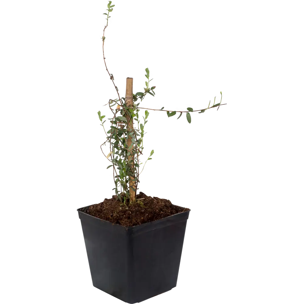 Клюква крупноплодная Santreyd С1 — морозостойкий саженец с обильным урожаем 18321355 STLM-0010267