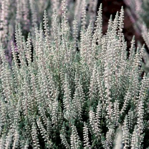 Каллуна обыкновенная Коко - декоративный кустарник для альпинария 89437952