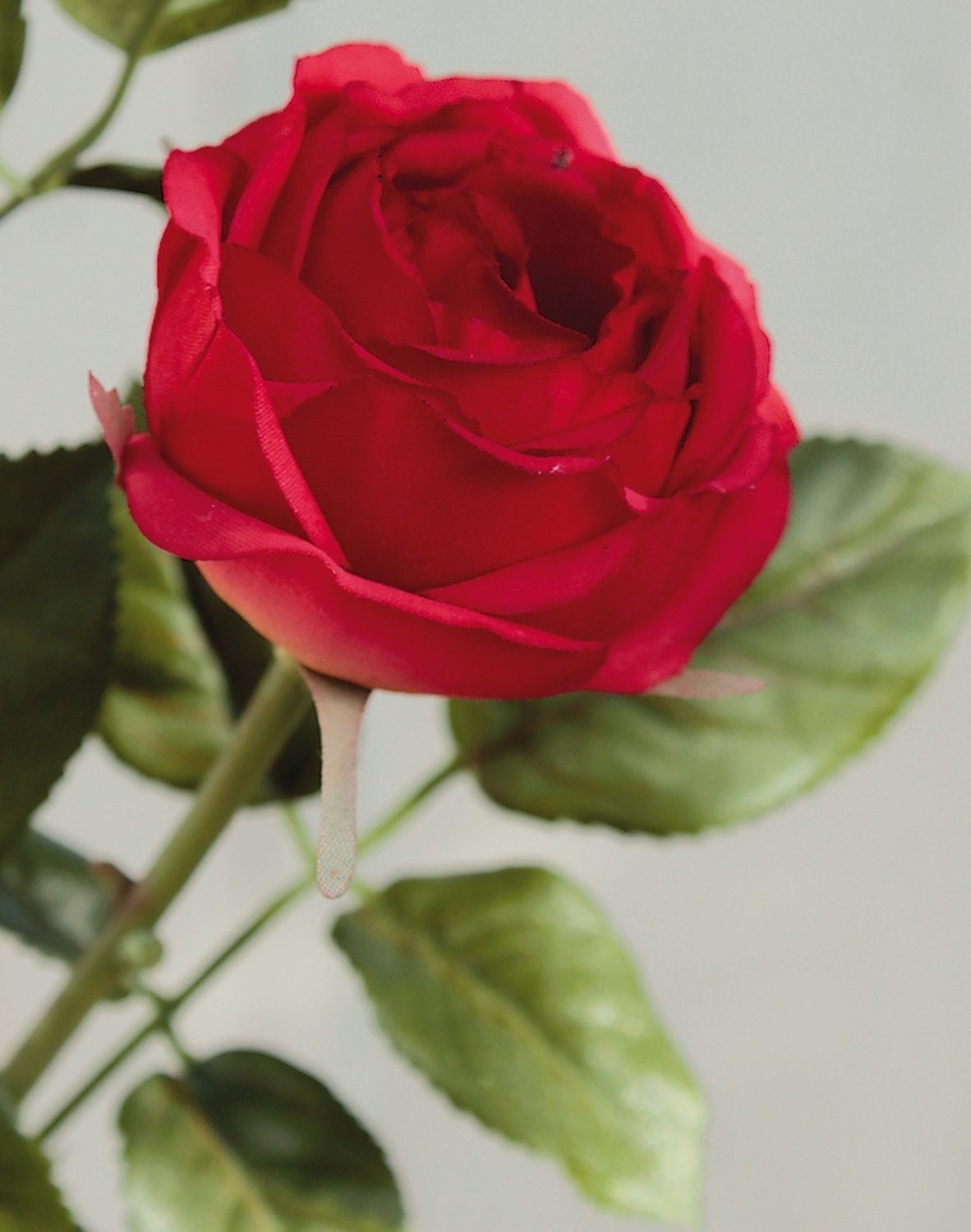 3184 444 a3 Искусственная роза, 2 цветка, 77 см, красная H-andreas  - Вид №1