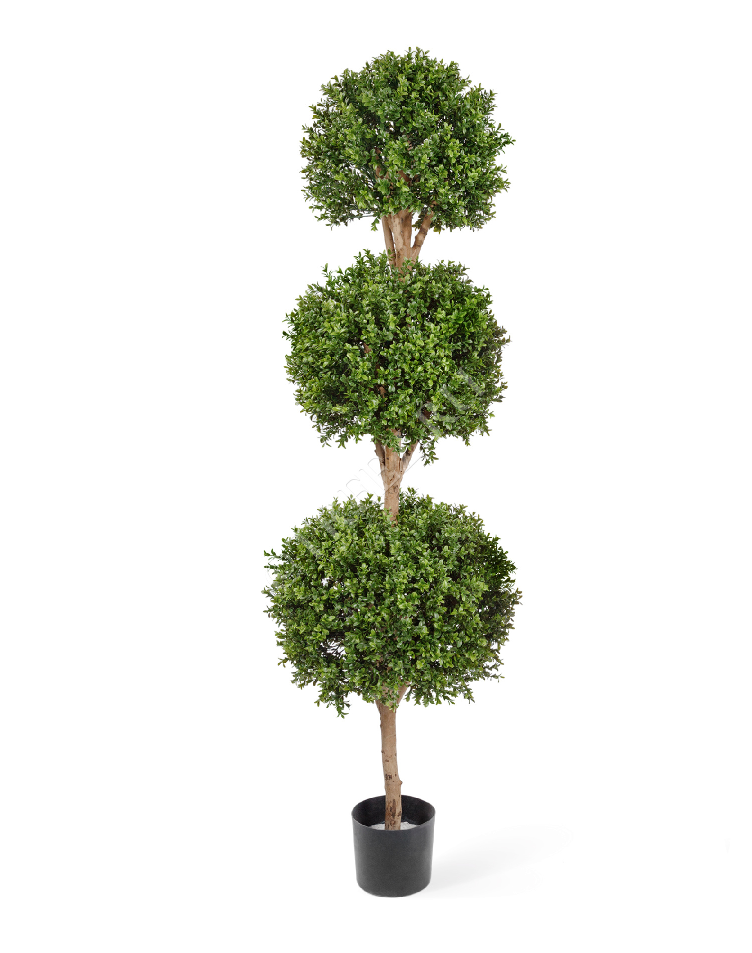 10.43806N Самшит шар Тройной уличный Цветочная коллекция 