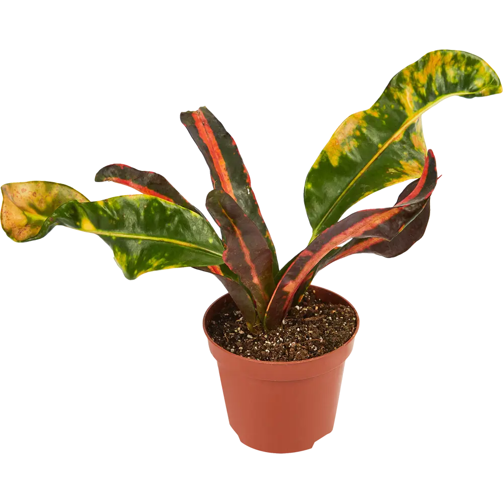 Santreyd Кротон микс - яркое комнатное растение с декоративными листьями 85325000 STLM-0061551 - Вид №2