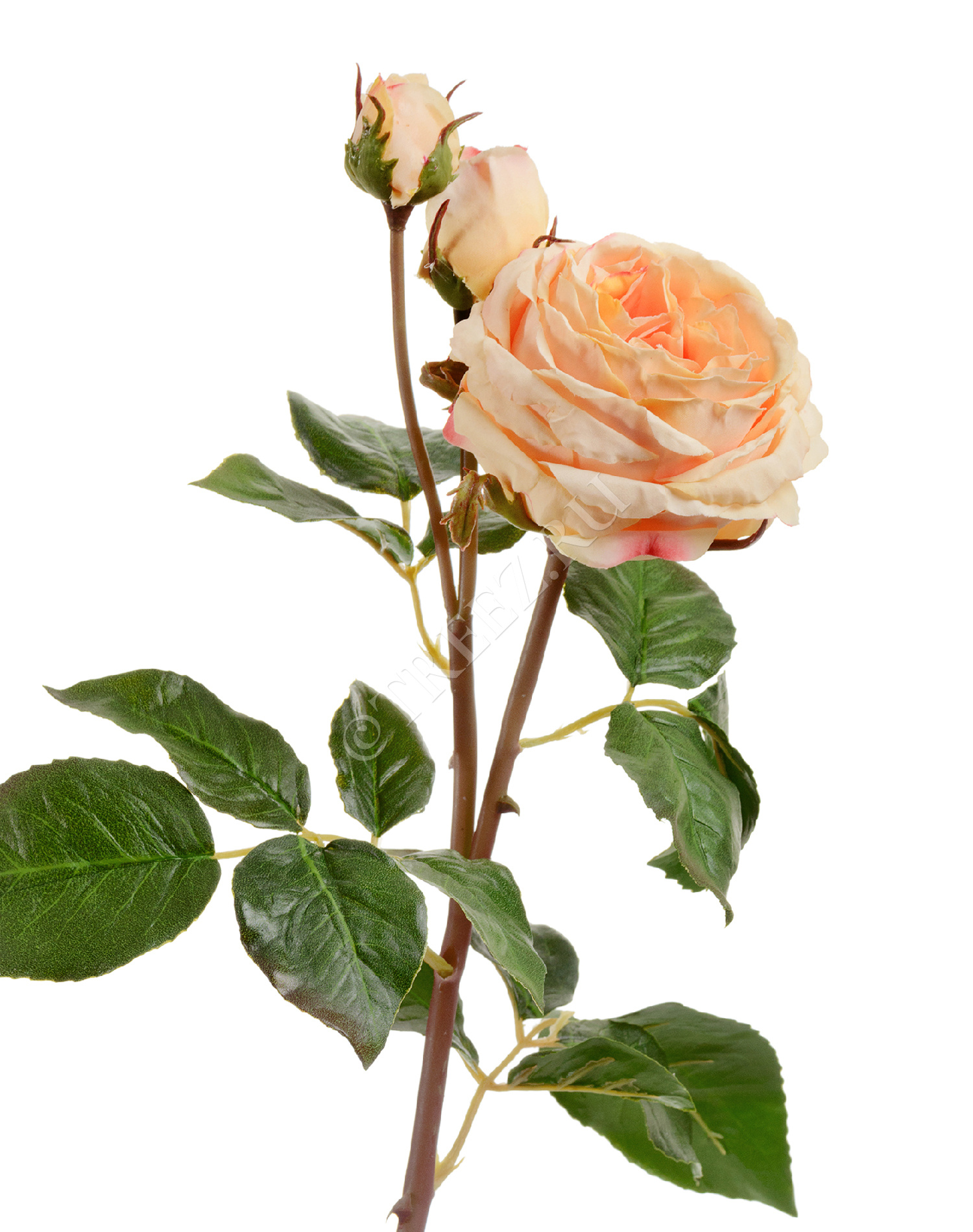 30.11170018LPC Роза Дэвид Остин Мидл ветвь св.персиковая Цветочная коллекция 