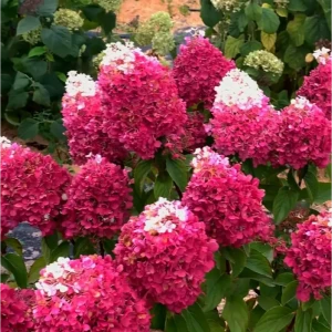 Гортензия метельчатая микс С3 - декоративный кустарник с белыми и красными цветами 89427945