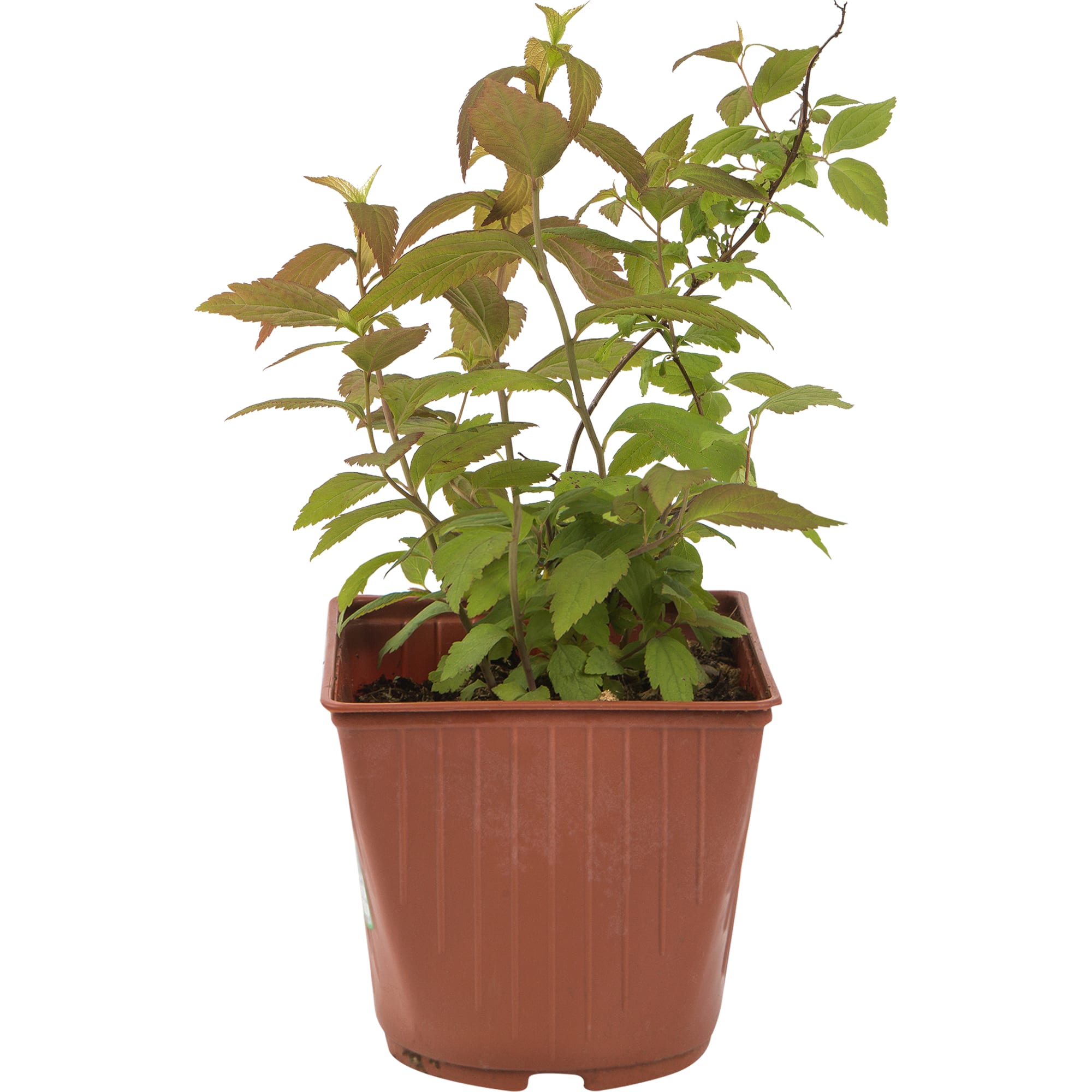 82594830 Спирея Макрофилла 15x30 см Santreyd 