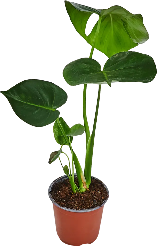 Santreyd Монстера делициоза — тропический акцент для интерьера 82578944