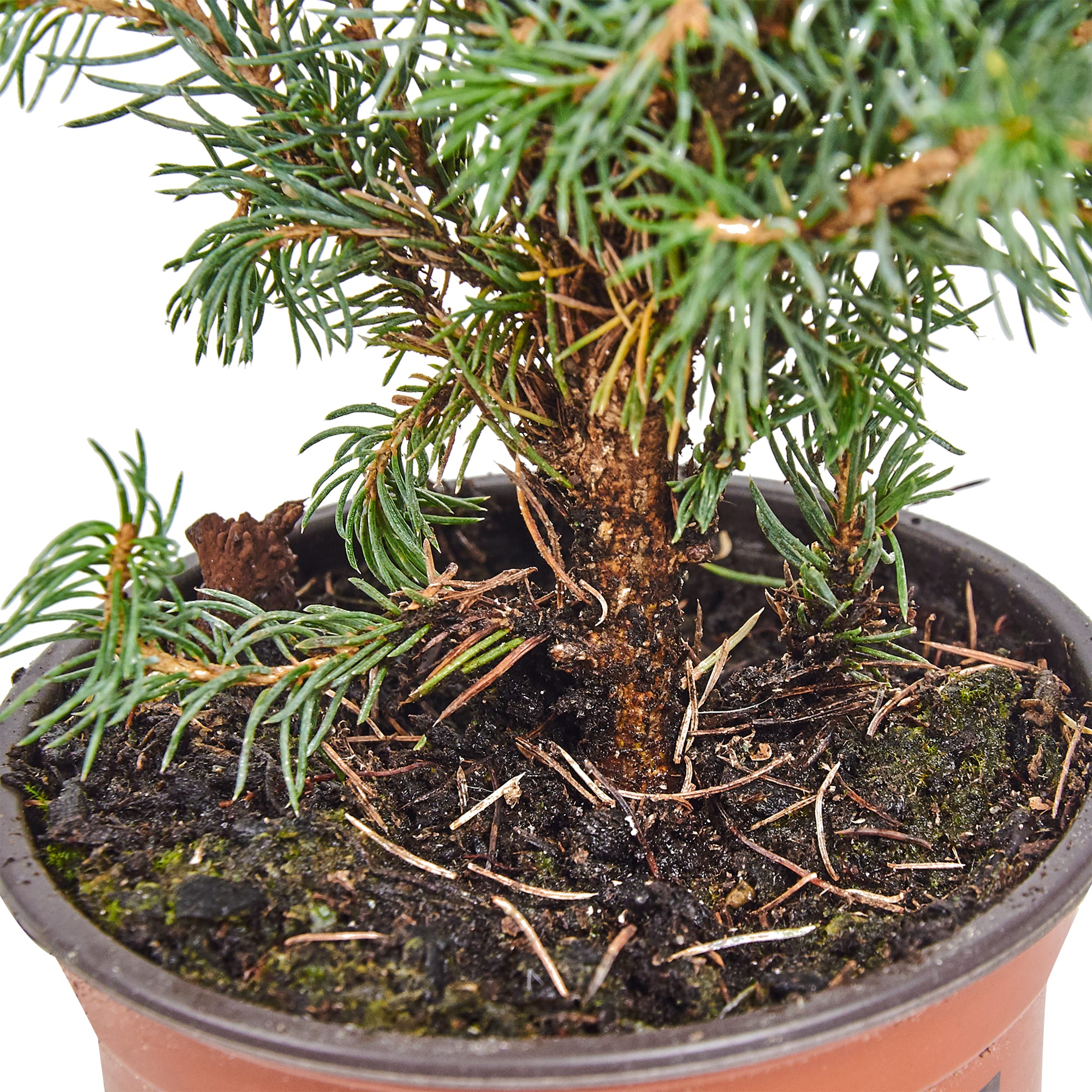 82769605 Ель Коника с игрушкой 9x32-35 см Santreyd  - Вид №3