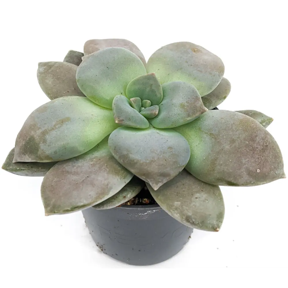 Santreyd Граптопеталум Филиферум — суккулент с серебристым пушком 83677214 STLM-0043325