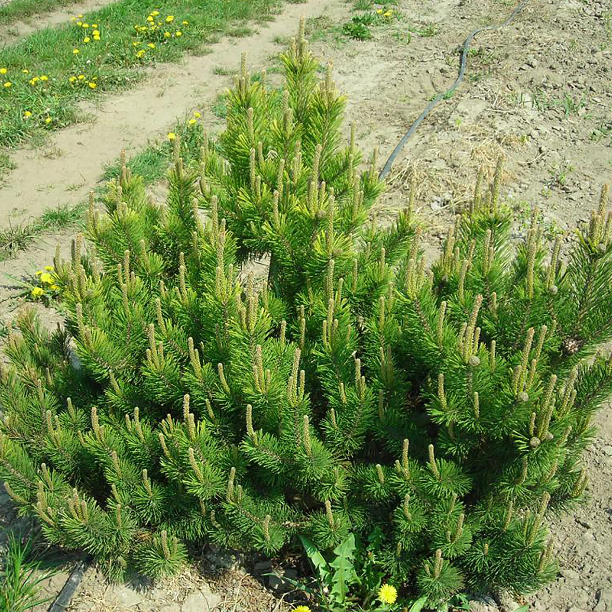 18382844 Сосна горная «Мугус», 17х20-25 см Santreyd  - Вид №1