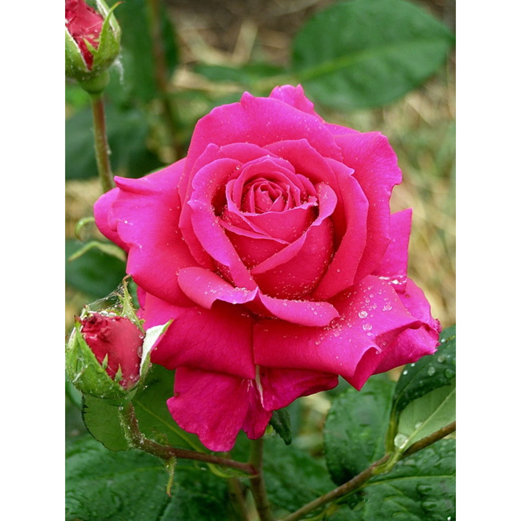 85589148 Роза чайно-гибридная Европа ø15 h30 см Santreyd 