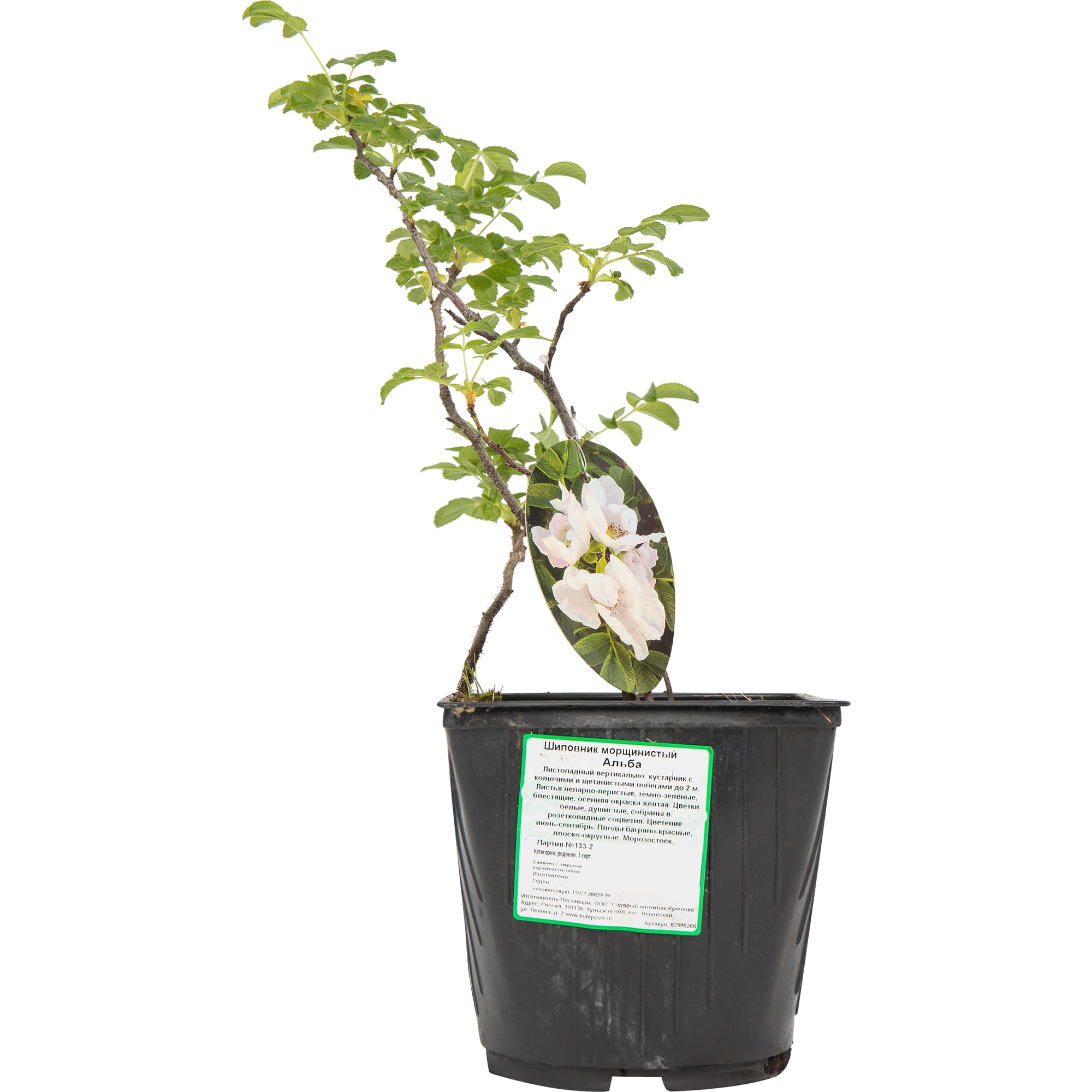 82595266 Шиповник морщинистый «Альба» 15x40 см Santreyd  - Вид №2