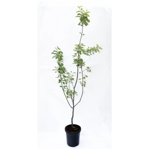 Яблоня Жигулевское — саженец плодового дерева с урожаем в августе 82585454