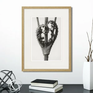 Литография на тонированной бумаге 42х32 см Botanical philosophy of forms №1, 1912г. КАРТИНЫ В КВАРТИРУ  264875 Белый;коричневый;разноцветный