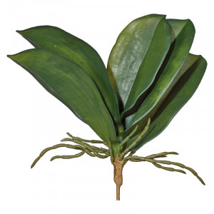 L135X14 Листья орхии Adriani e Rossi