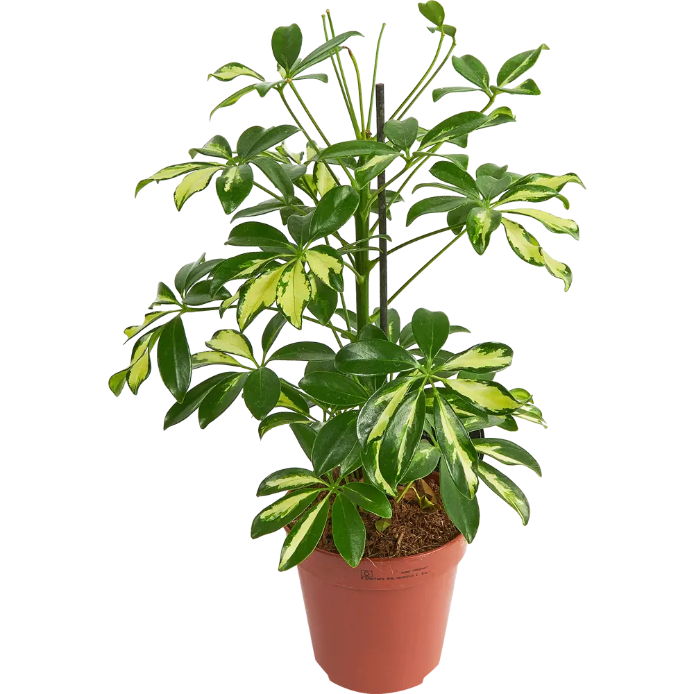 Santreyd Шеффлера Арборикола - вечнозеленая лиана для интерьера 85324856 STLM-0061468 - Вид №4