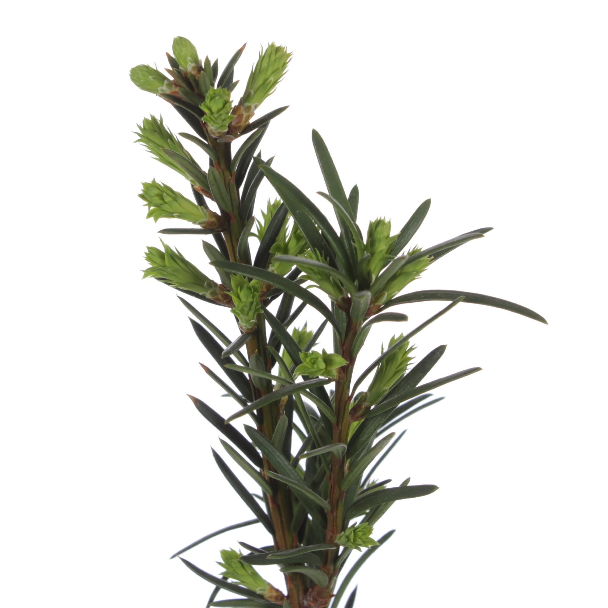 81959248 Тис средний «Хикси» С3/40-60 Santreyd  - Вид №1