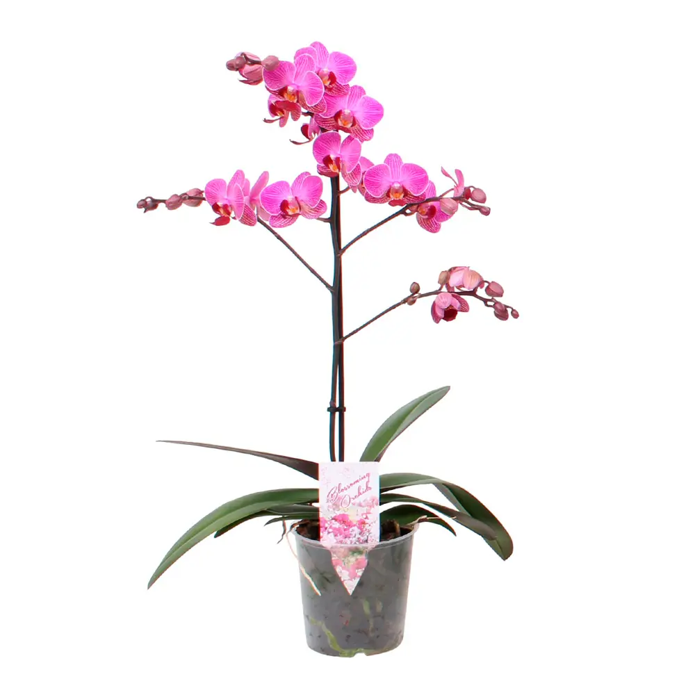 Фаленопсис Мультифлора в горшке ø12 см 89434915 Santreyd STLM-1580413