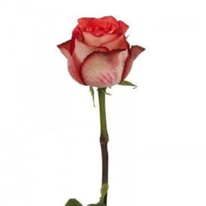 Роза Игуазу 70 см