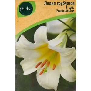 Лилия Трубчатая Ригейл Альбум 86408658 STLM-2139598
