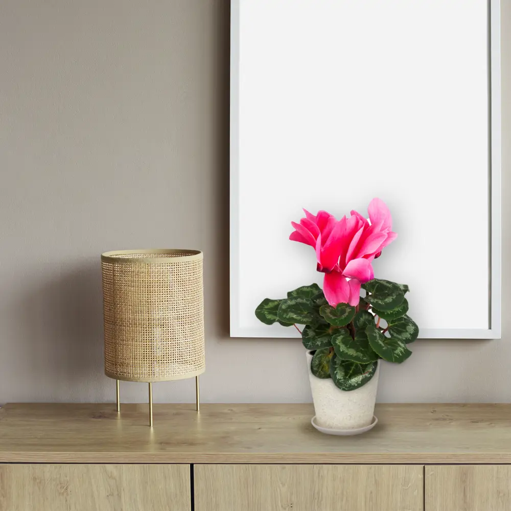 Цикламен Santreyd - цветущее совершенство в горшке ø12 см 83248149 STLM-0039920 - Вид №3