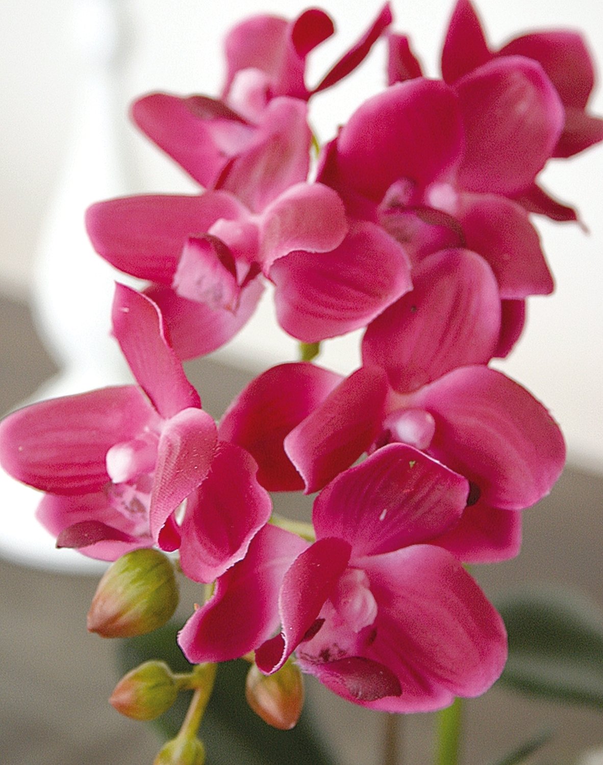 2610 420 a3 Искусственная орхидея Phalaenopsis, горшечная, 33 см, real touch, вишня H-andreas 