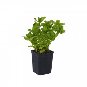 82237765 Мята перечная Р9