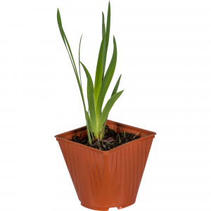 81954814 Ирис германский С1 «Пинк»