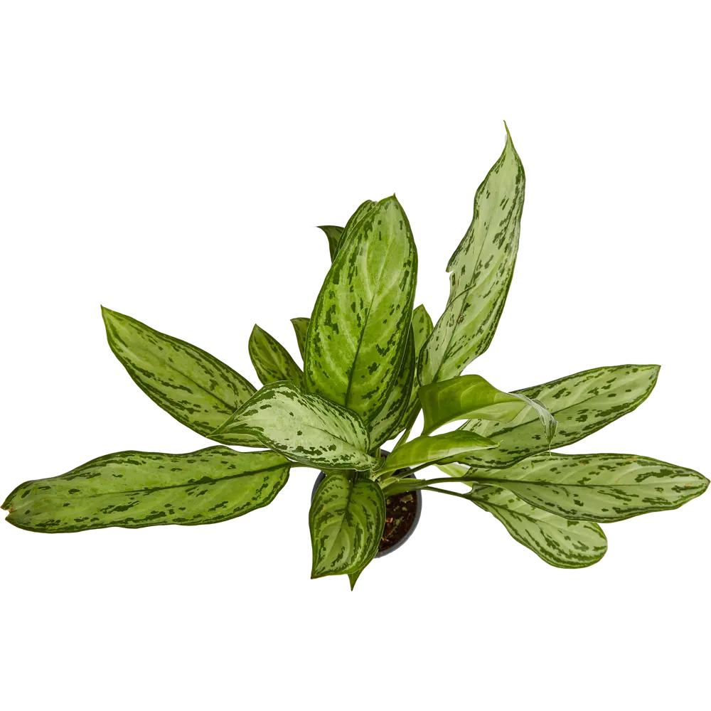 Santreyd Аглаонема Росток - комнатное растение с малиновым кантом 84587061 STLM-0052402 - Вид №2