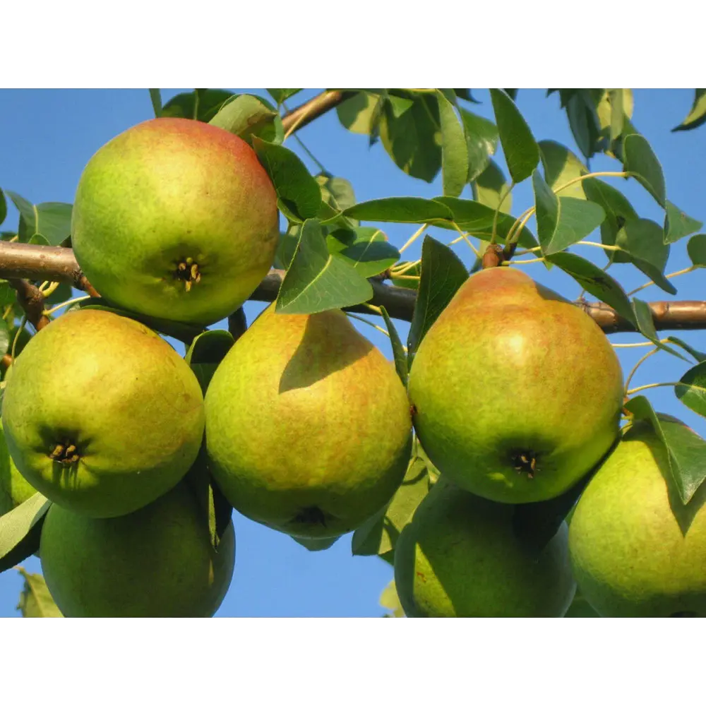 Груша Любимица Яковлева ø20 h120 см 89365294 STLM-2033442 PLANTMARKET 