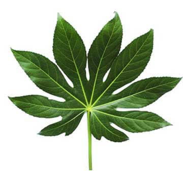 Листья аралия 60 см Santreyd 26376 - Вид №1