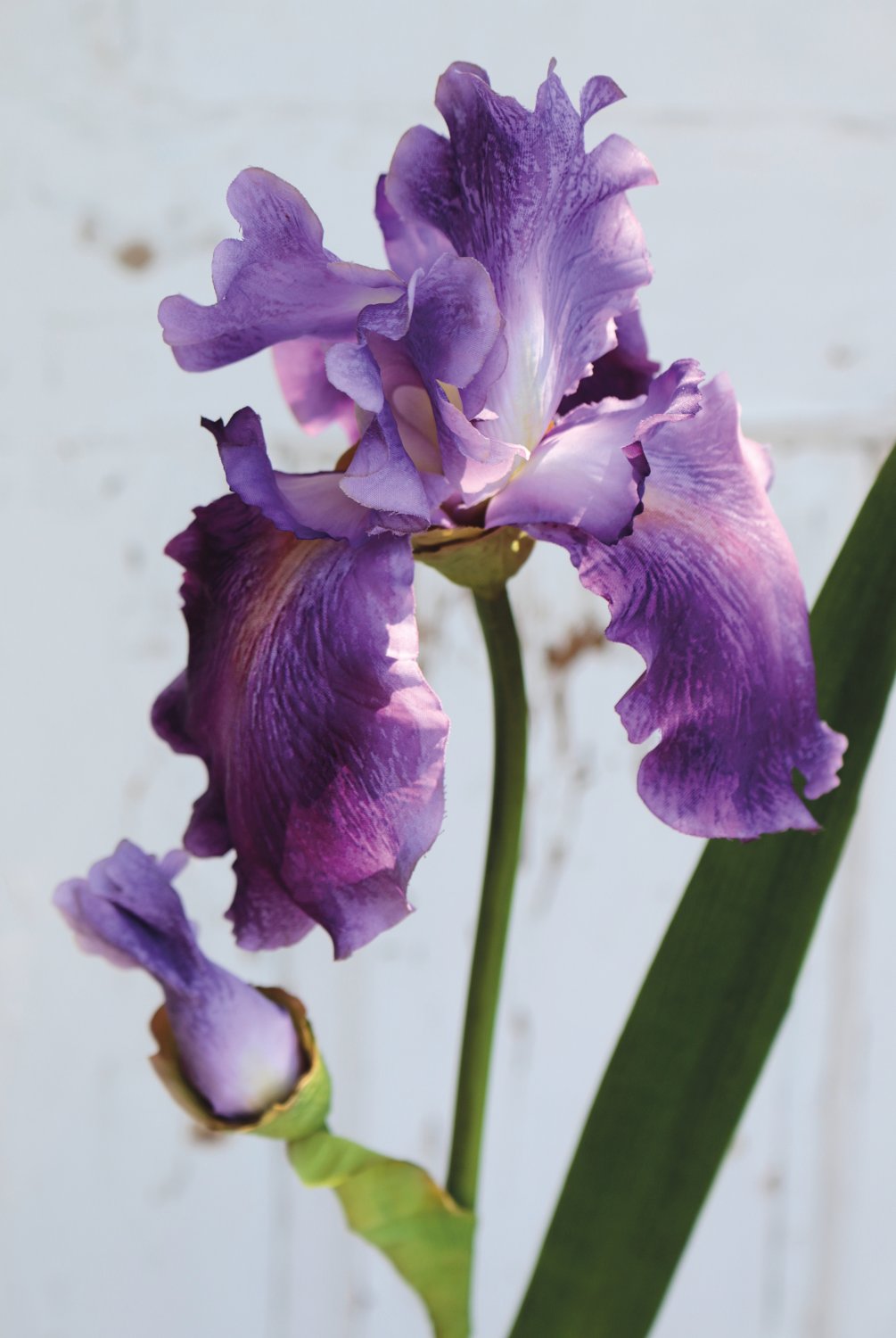 3848 222 a3 Ирис шелковый цветок, 78см, темно-фиолетовый H-andreas  - Вид №1