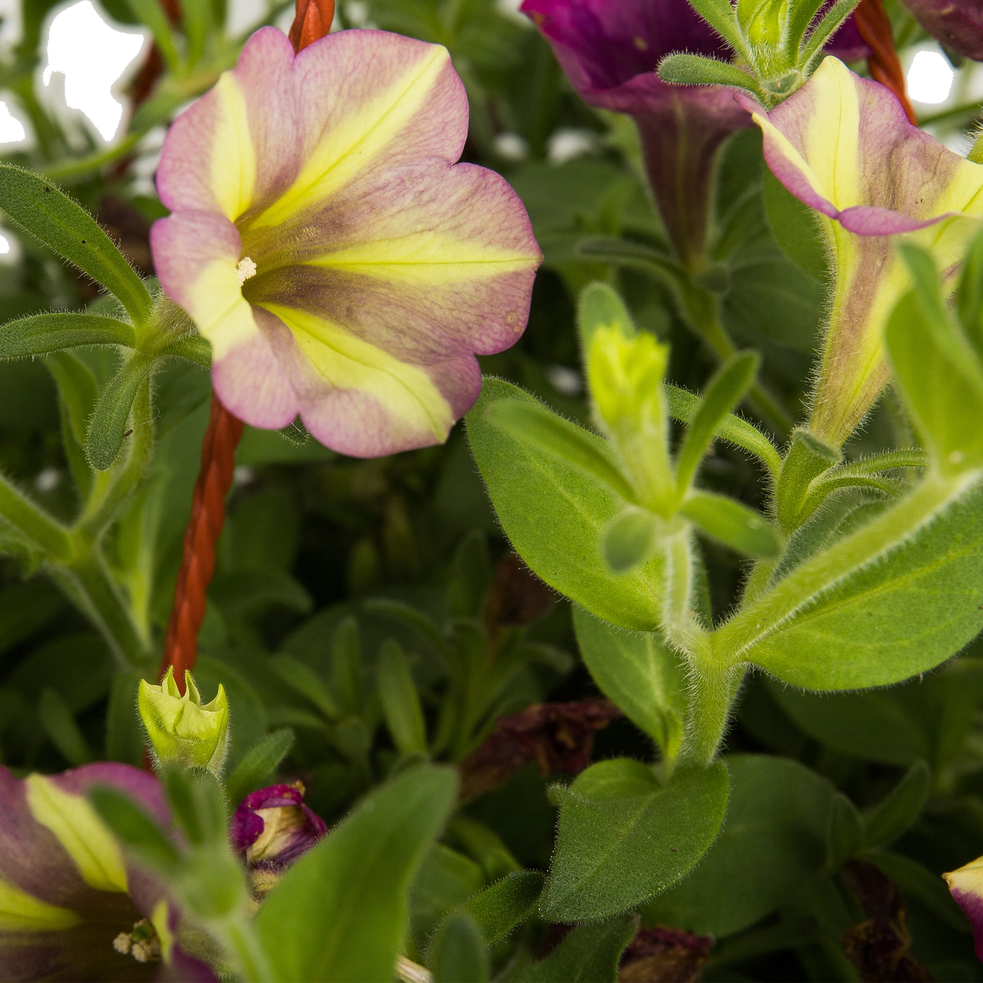 82649996 Петуния в кашпо 21 см Santreyd  - Вид №2