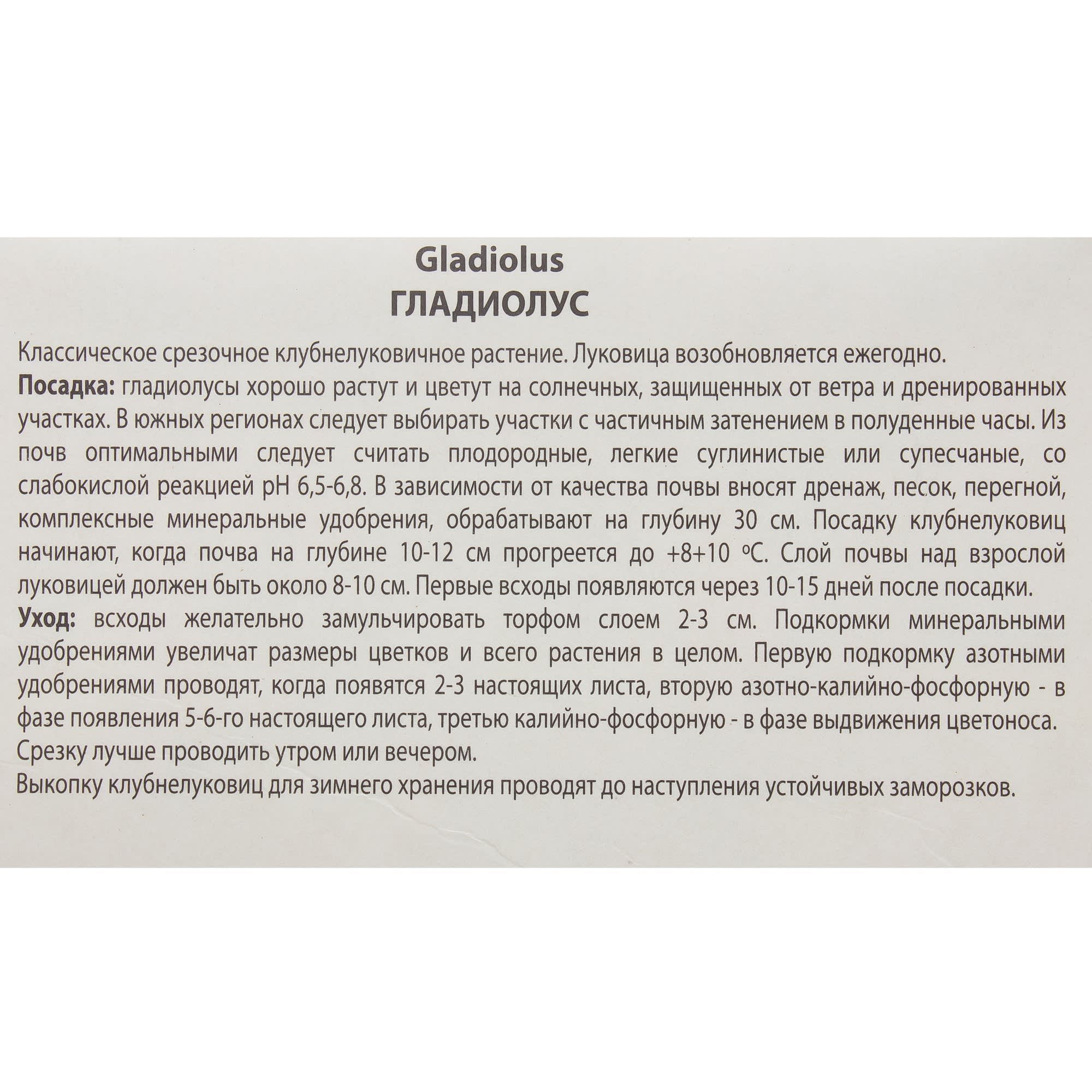 81945441 Гладиолус крупноцветковой «Джо Джо» Santreyd  - Вид №2