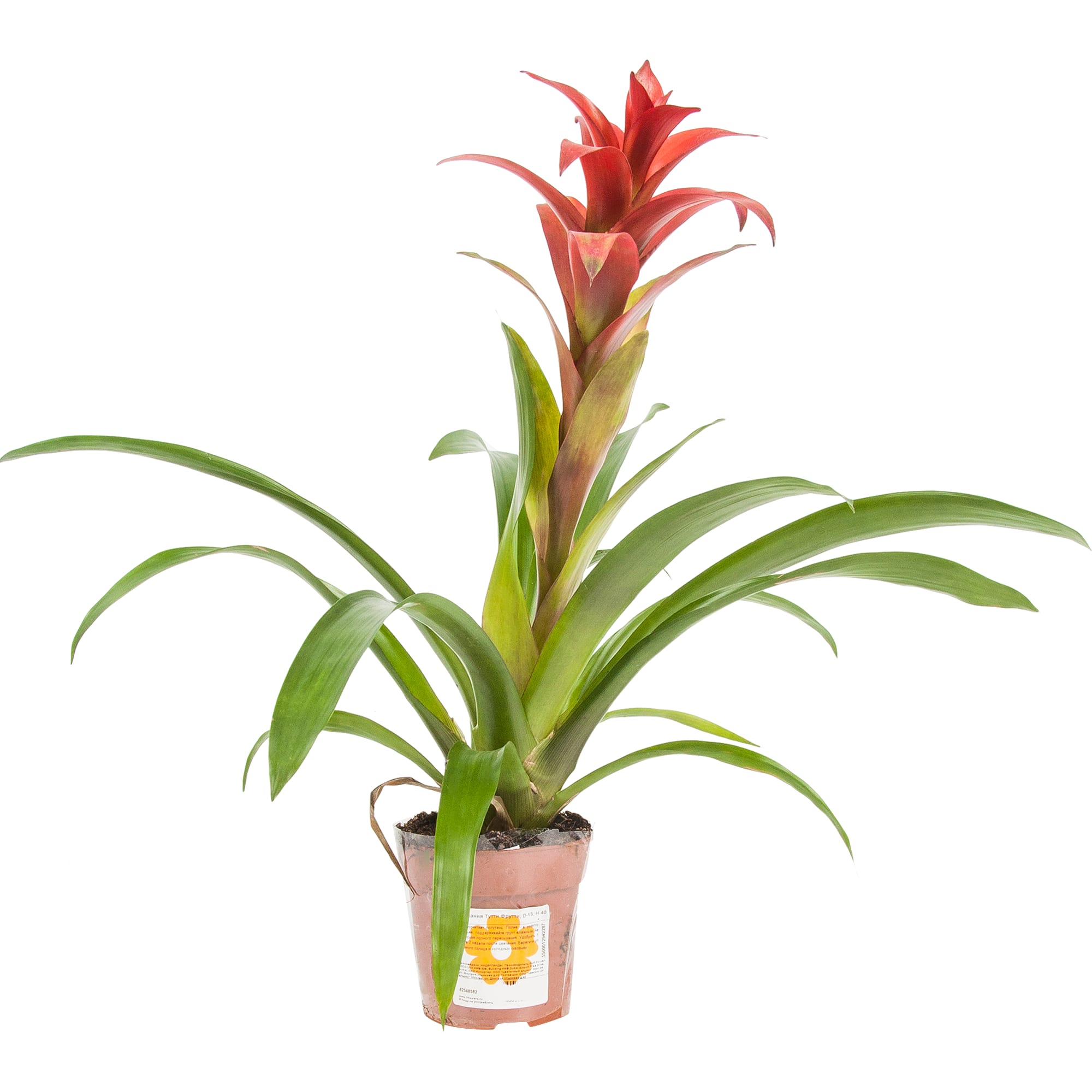 82548582 Гузмания Тутти Фрутти 13х40 см Santreyd  - Вид №3