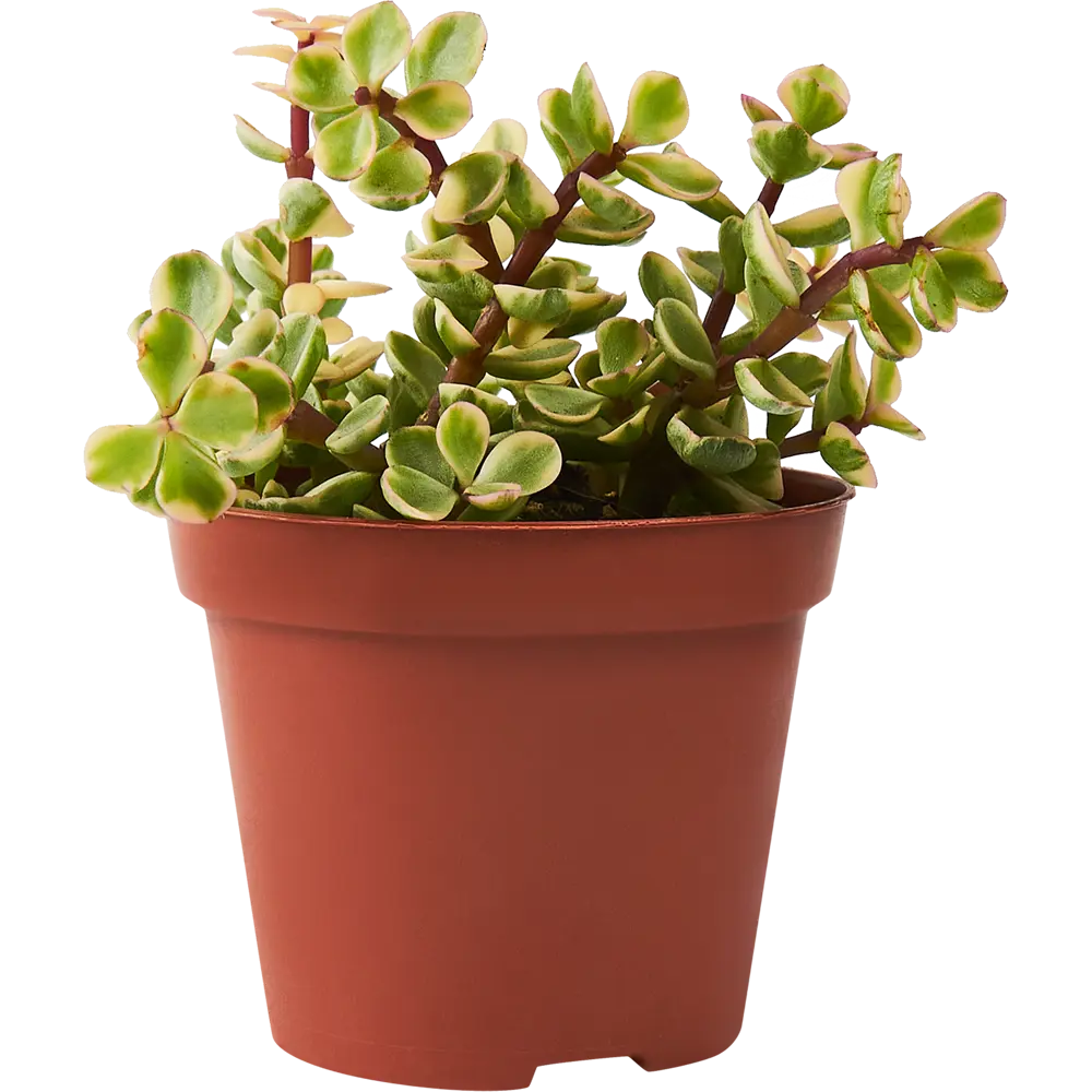 Крассула Santreyd — живое украшение интерьера с сочными листьями 85325015 STLM-0061565