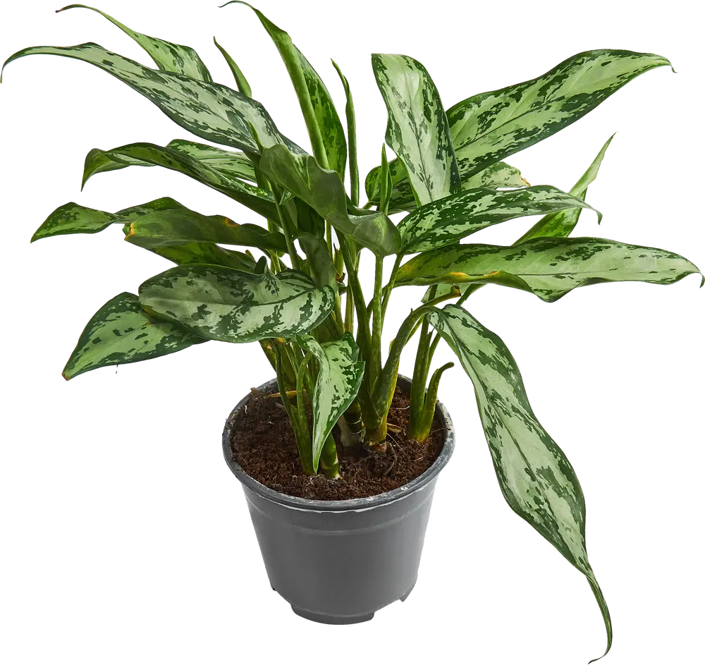 Santreyd Аглаонема микс — декоративное комнатное растение с узорчатыми листьями 85062756