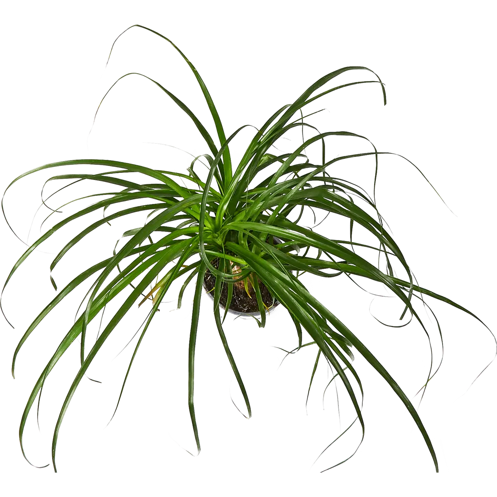 Santreyd Нолина Бокарнея — изящный суккулент с бутылочным стволом 85324955 STLM-0061520 - Вид №2