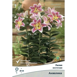 Лилия восточная Анжелика 12/14 89381259 STLM-2209623