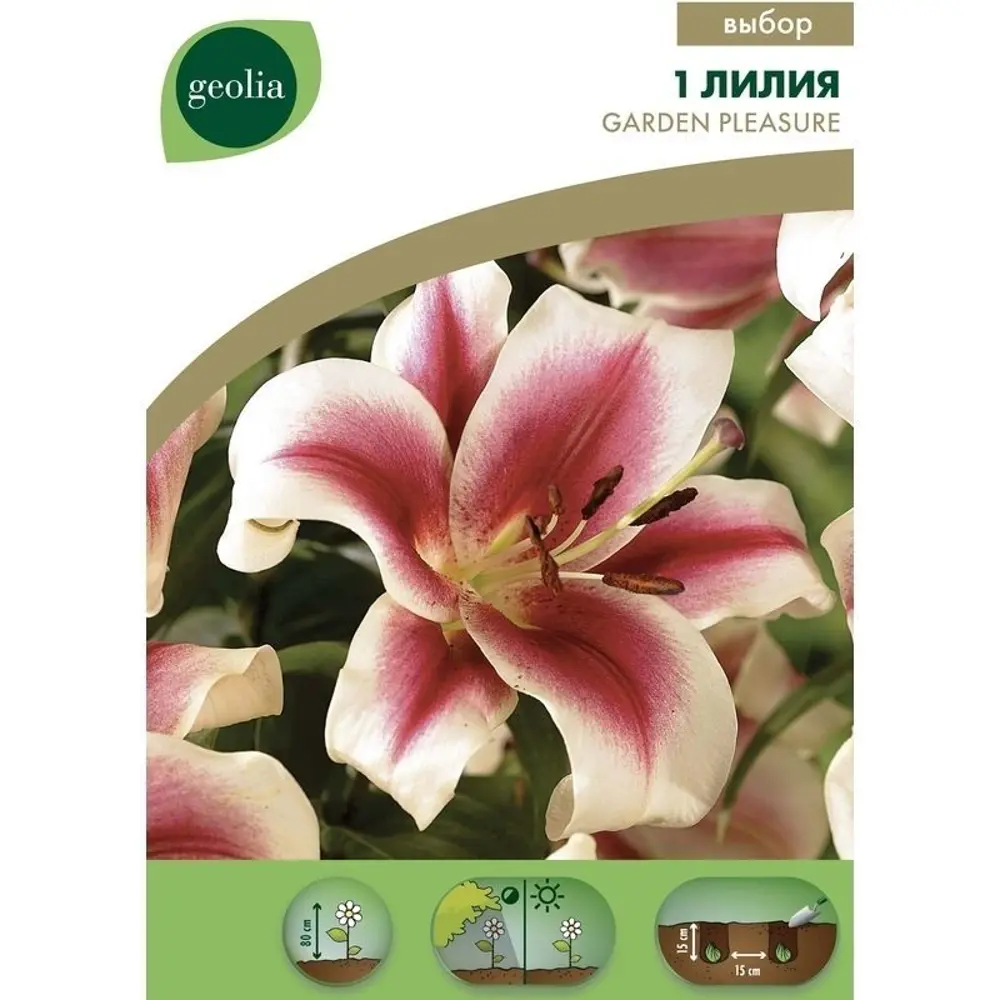 Лилия Garden Pleasure Geolia, 14/16 15550347 STLM-2074298 