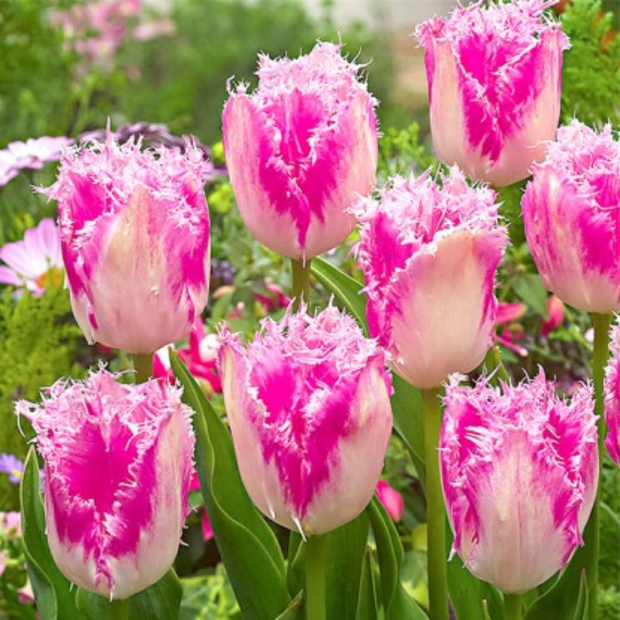 89078342 Тюльпан бахромчатый Хьюс Тен Бош луковица 12/, 8 шт Santreyd 