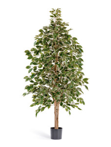 10.32305NG Фикус Бенджамина пёстрый натуральный Цветочная коллекция