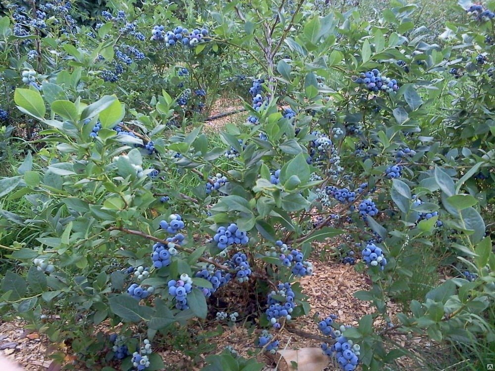 87691180 Голубика садовая Дьюк ø9 h20 см STLM-0075071 PLANTMARKET