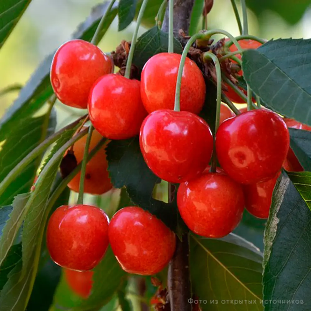 Саженец черешни Орловская розовая 120 см 89421393 PLANTMARKET STLM-1581822