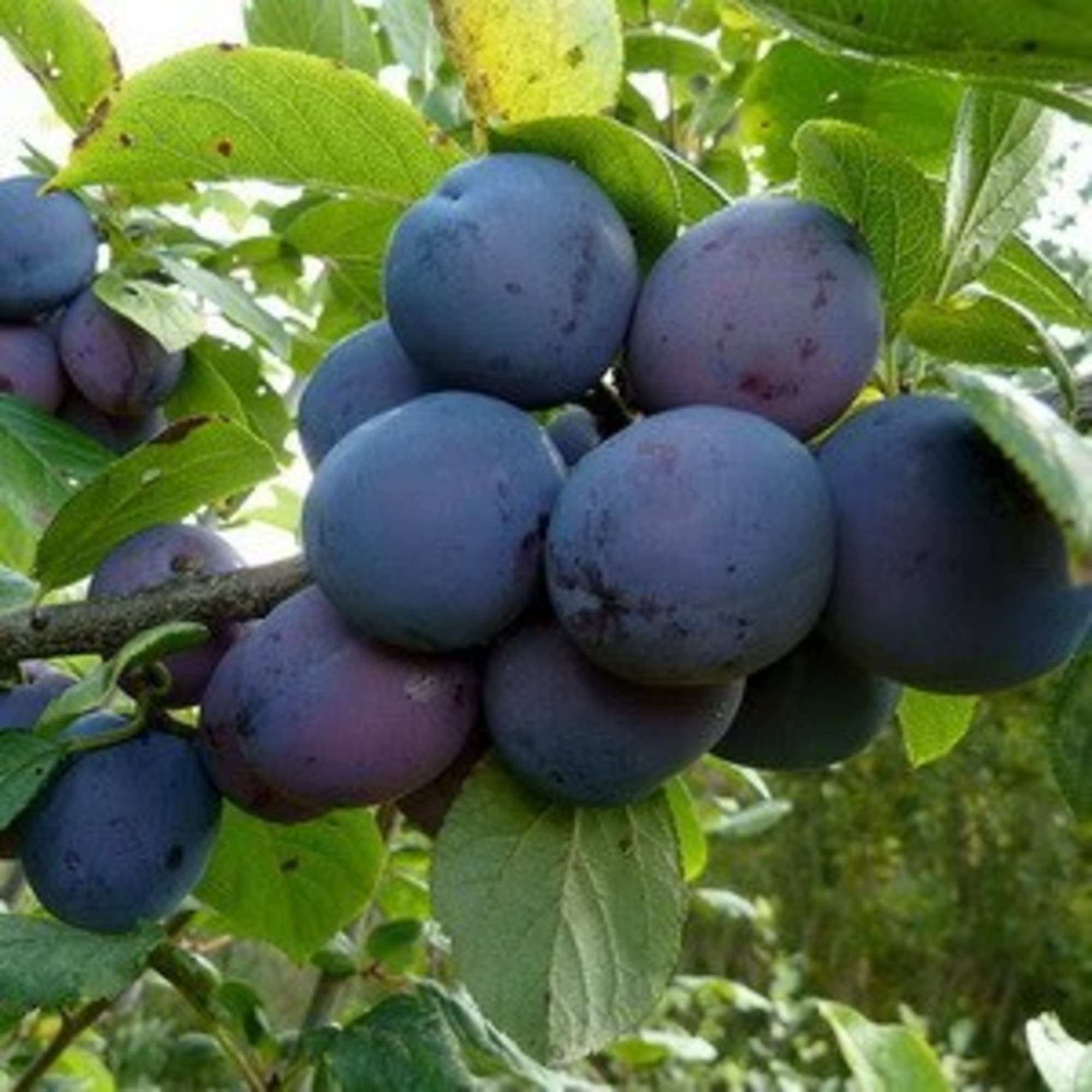 82597135 Слива «Кромань» C4 высота 140 см Santreyd  - Вид №2