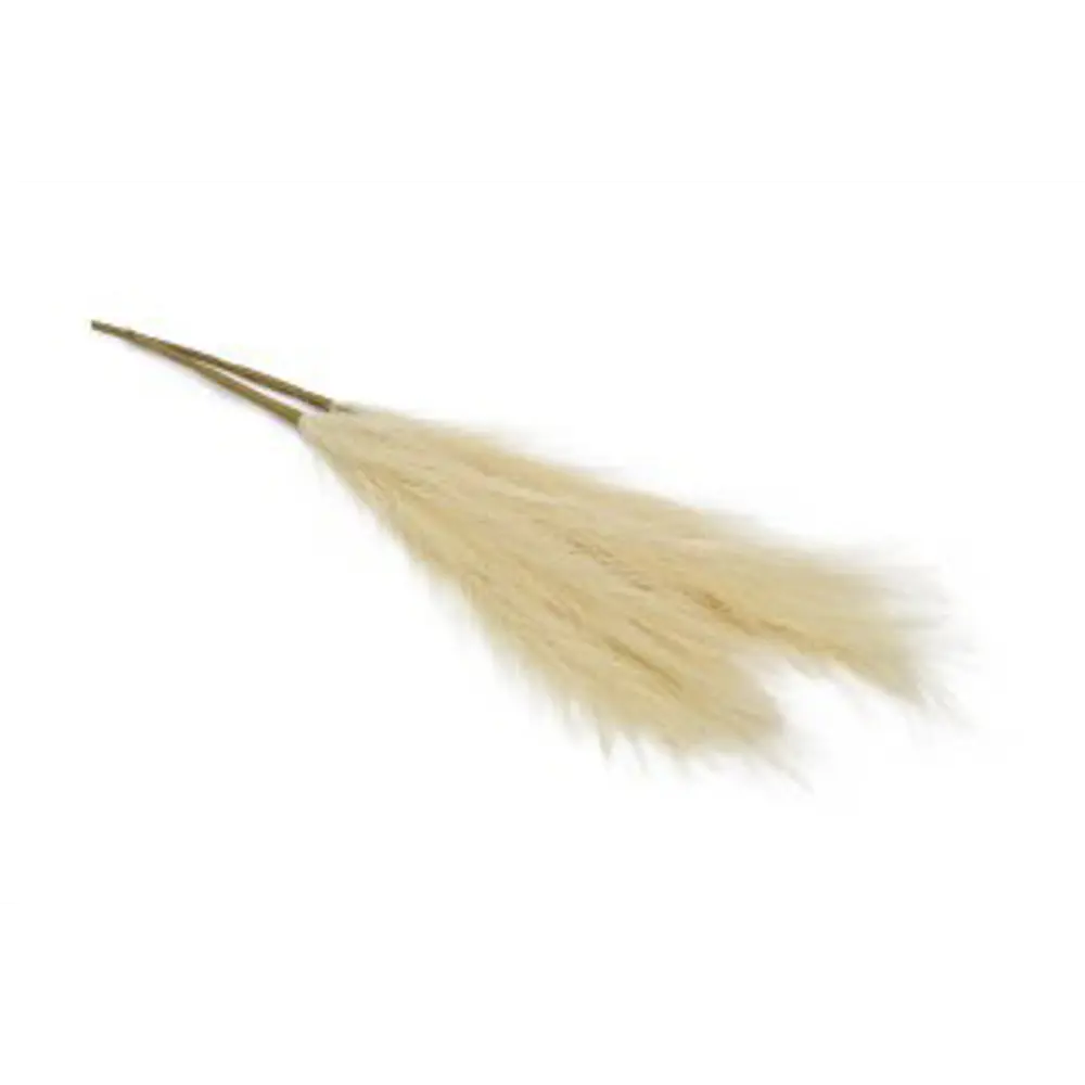 Декоративный сухоцвет 60 см бежевый Santreyd STLM-2087021