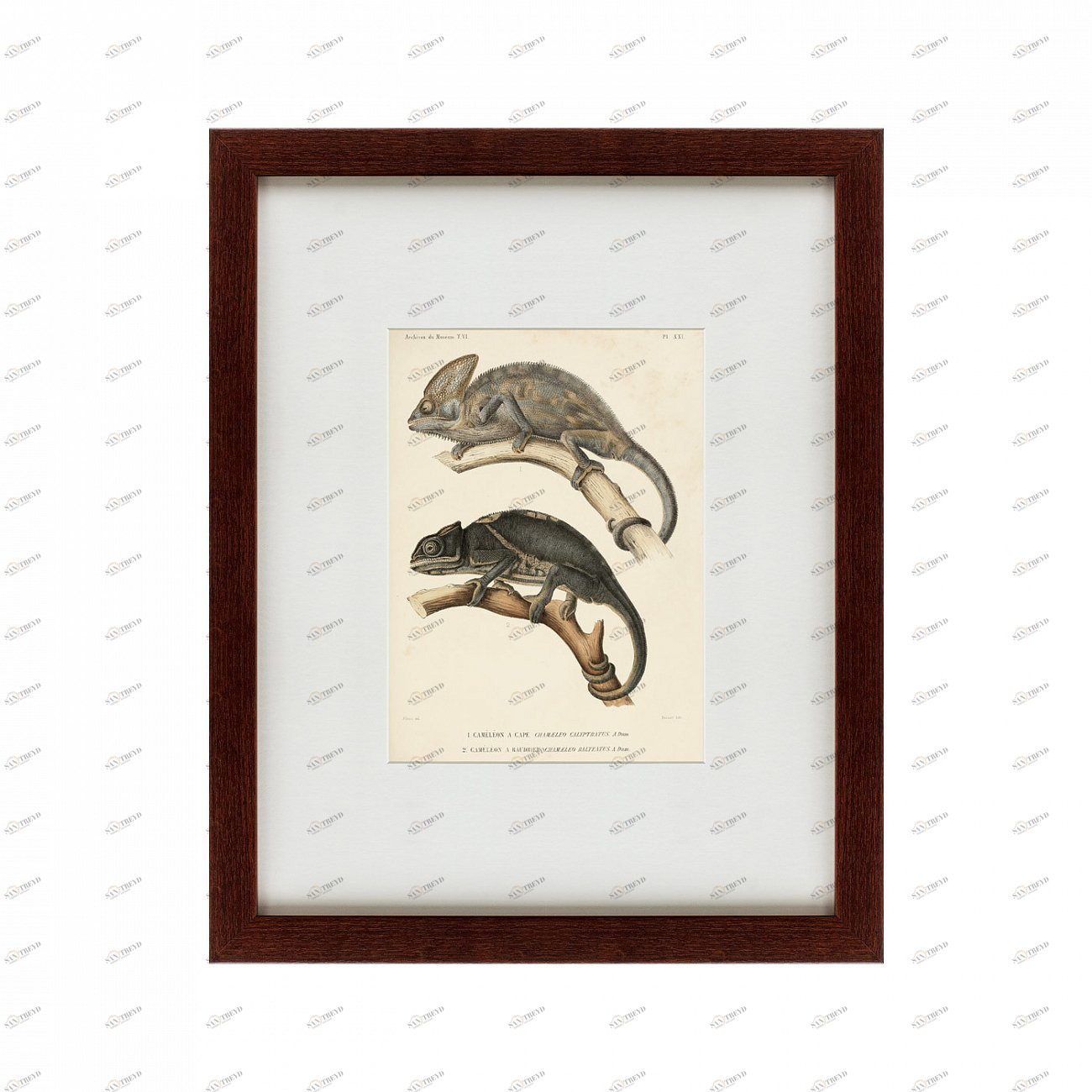 Литография на тонированной бумаге 42х52 см Des reptiles, 1705 КАРТИНЫ В КВАРТИРУ  135656 Бежевый;белый;коричневый;разноцветный 
