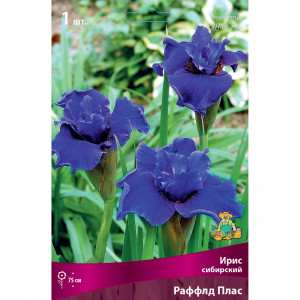 82662339 Ирис сибирский «Раффлд Плас» разбор I