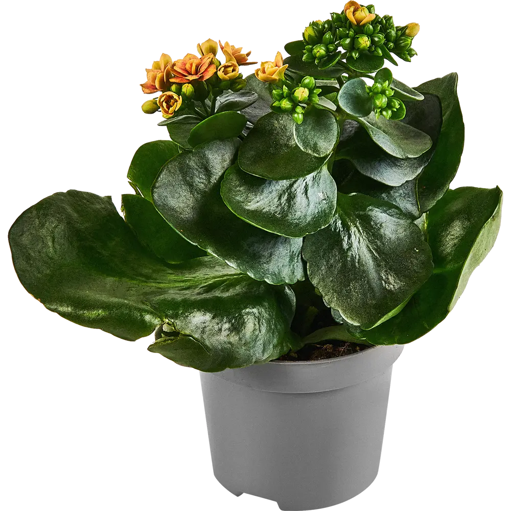 Santreyd Каланхое Дабл Квин Дженетик - цветущее совершенство в горшке 86749975 STLM-1483572