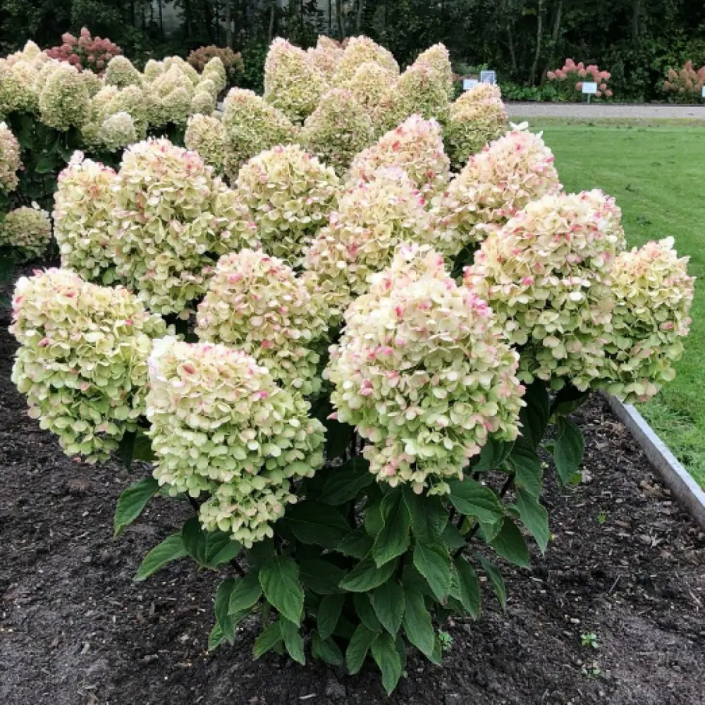 Гортензия метельчатая Коттон кремовая ø15 h35 см 89365253 STLM-2109629 PLANTMARKET 